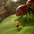 Empire Of The Ants – Hier kommt der Launch-Trailer