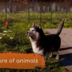 Animal Shelter 2 – „Vet Clinic“-DLC veröffentlicht