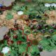 Yield! Fall of Rome – 4X-Strategie hat Release-Datum